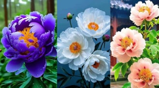 3 khung giờ sinh Phú Quý: May mắn từ tấm bé, Lớn Lên Giỏi Giang, Đường Đời Trải Thảm Đỏ