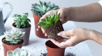 5 loại cây cảnh phong thủy để bàn là 'trợ thủ đắc lực' cho dân văn phòng, thư giãn, hút tài lộc