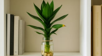 6 loại cây phong thủy hút tài lộc, mang bình an cho người mệnh Thủy