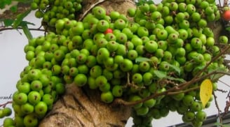 Loại quả giá vài nghìn được ví như 'tiên dược' là 'nhân sâm của người nghèo': 4 lý do nên ăn mỗi ngày