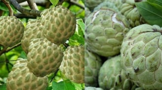 Muốn chọn quả Na ngon, thơm ngọt ngon, dày thịt ít hạt nhớ nhìn điểm này