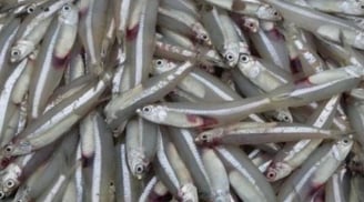 7 loại cá 'quý như nhân sâm': Rẻ hơn tổ yến, bổ dưỡng, sạch không hóa chất, ai cũng nên ăn