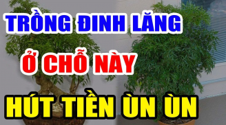 Cây Đinh Lăng trấn giữ của cải đừng trồng linh tinh: Đây chính là vị trí tốt nhất, ai không biết quá phí