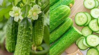 Dưa chuột bị đắng có độc không, có ăn được hay nên bỏ đi?