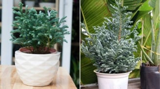 Phòng khách đặt 5 loại cây cảnh này, gia chủ Đắc Tài Đắc Lộc, tiền vào như nước