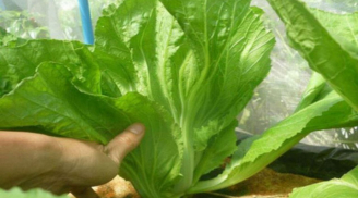 Thứ rau dân dã rẻ tiền đầy chợ Việt mùa thu đông lại cực giàu canxi, tốt cho sức khỏe