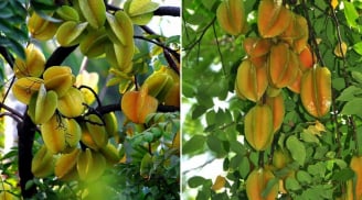 Trồng cây khế trước nhà, gia chủ ăn nên làm ra: Nên trồng khế chua hay khế ngọt?