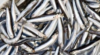 Loại cá giàu canxi gấp nhiều lần cá hồi, giá siêu rẻ, bán đầy chợ Việt