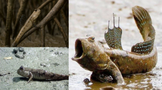 Loài cá kỳ lạ không chỉ bơi dưới nước mà còn biết Đi Bộ, Leo Cây, là đặc sản ở nhiều vùng Việt Nam