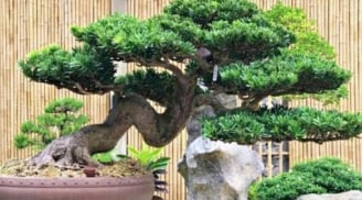 Loại cây từng bị người nghèo chê bai, nay được giới nhà giàu săn lùng vì trồng càng lâu càng sinh lộc