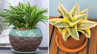Ông bà xưa dặn: 4 loại cây cảnh “mạ vàng” nên trồng trong nhà trấn khí, tụ lộc đầy ắp', là cây gì?