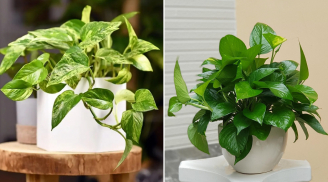 Tại sao trồng cây trầu bà trong nhà không tốt cho gia đình?