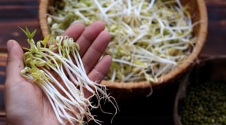 Mẹo chọn giá đỗ sạch, không lo ủ thuốc kích mầm