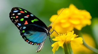 Tháng 7 âm lịch: Thấy 4 con vật này vào nhà là Tổ Tiên linh ứng, gia chủ có lộc lớn giàu to