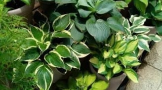 5 loài hoa đại kỵ trong nhà dương – chuyên gia khuyên nên bỏ ngay kẻo rước xui xẻo