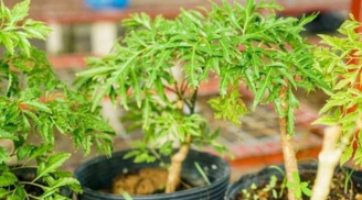 Cây đinh lăng – “thần giữ của” trong nhà, chuyên gia phong thủy chỉ vị trí trồng hút tài lộc