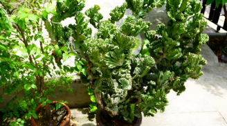 Trồng loài cây 'xấu xí' để giữ nhà, giải xui xẻo, mang đến thịnh vượng cho gia đình