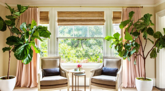 Cây cảnh hợp thế, đặt thuận phương - vận hanh thông, phúc lộc đầy nhà