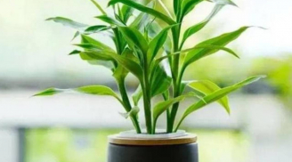 4 vị trí đặt cây phát lộc trong nhà giúp thu hút tài lộc và may mắn