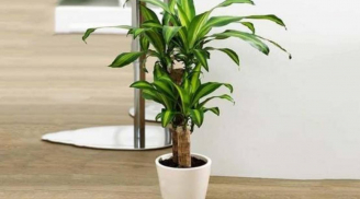 5 loại cây người giàu thích trồng: Càng nở hoa càng phát lộc, người nghèo lại hay bỏ qua