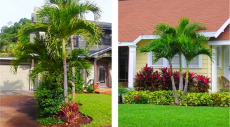 Cứ trồng 5 loại cây này trước nhà là tài lộc kéo tới rầm rộ