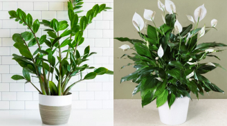 5 loại cây cảnh là 'bảo vật Thần Tài' hợp với người mệnh Thủy, hút tiền vào nhà