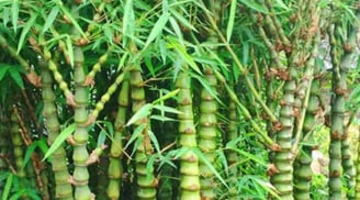 Tháng 7 Âm lịch, trồng 3 cây cảnh phong thủy này trước cổng để hóa giải vận xui, chiêu tài giữ lộc