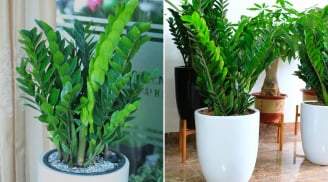 Cây kim tiền là 'bảo vật' cầu tài lộc, đặt ở vị trí này trong nhà, gia chủ có vận may tốt nhất
