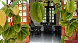Có nên trồng cây khế trước nhà? Chuyên gia phong thủy giải đáp vị trí đẹp nhất