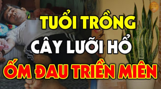 Lưỡi hổ may mắn phát tài nhưng có 3 mệnh này trồng là Mất Tiền Mất Của