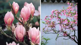 Người xưa dặn: “Trồng 3 cây trước sân, gia đình thịnh vượng, vàng ngọc đầy nhà”, 10 nhà trồng thì 9 nhà giàu có
