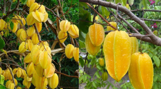 Trồng cây khế rất tốt cho những người này: Cải thiện phong thủy, nâng cao sức khỏe