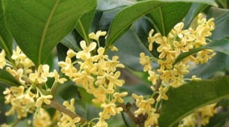 Trồng cây mộc hương loại cây sinh tiền: Vừa thu hút tài lộc giàu có vừa tốt cho sức khỏe và phong thủy?