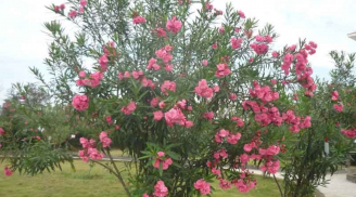 3 loại cây tránh trồng trong nhà, kẻo tán gia bại sản, tài lộc tiêu tán, vận xui đeo bám