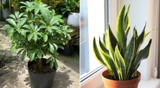 6 loại cây 'gọi tiền vào nhà', hợp với người mệnh Thổ