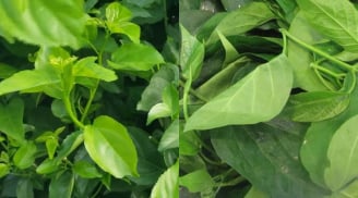 Loại rau là “thần dược xanh” ẩn mình giữa núi rừng Tây Bắc