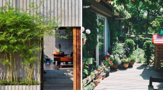 Người xưa dặn: “Trồng trúc cạnh cửa, trồng hoa sau nhà, gia đình không nghèo cũng khó”