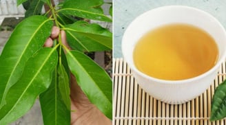 Nước lá vối thanh nhiệt, giải độc nhưng không tốt với 3 nhóm người này