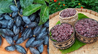 Trám đen – thứ quả đen nhánh, bở bùi, một mùa trong năm và cả một trời thương nhớ