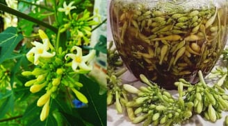 Hoa đu đủ đực: Dược liệu tốt nhưng 5 người này không nên dùng nhiều kẻo lợi chưa thấy hại đã gần