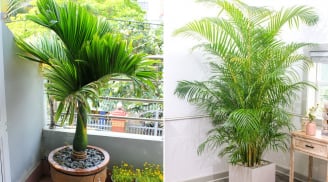 3 loại cây trồng trước nhà, lộc đến tới tấp, gia đình đời đời hưng thịnh, phú quý