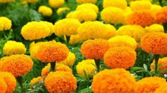 Cúng Rằm tháng 7: 5 loại hoa đại kỵ tuyệt đối không được đặt lên bàn thờ