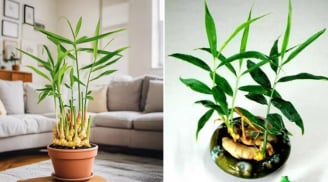 Loại củ thường dùng làm gia vị được 'lên đời' làm cây phong thủy, giúp xua đuổi vận xui, hút tiền tài vào nhà