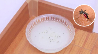 Ruồi muỗi rất sợ loại nước này, đặt một bát trong nhà, không con nào dám bén mảng lại gần