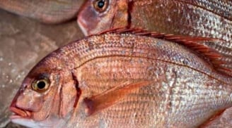 11 loại cá chứa nhiều thủy ngân, bày bán tràn lan ở chợ Việt: Bà nội trợ cần biết để tránh rước bệnh