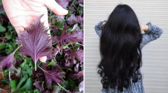 Cách gội đầu bằng nước lá tía tô, chống rụng tóc, kích thích mọc tóc con