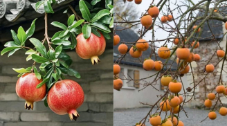 Vì sao người xưa nói “phía Đông trồng lựu là vàng, phía Tây trồng hồng là bạc”? Ngày nay thì sao?