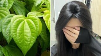 Cách gội đầu bằng nước lá trầu không giúp giảm rụng tóc, tóc con mọc lên không ngừng