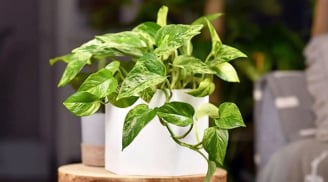 Cây trầu là 'thần hộ mệnh' của người tuổi này: Chỉ cần trồng một chậu là hút hết tiền tài về tay