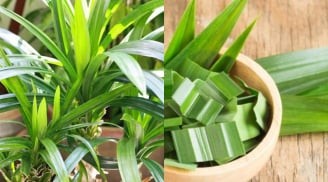 Công dụng của cây lá dứa (lá nếp) – Thơm ngon, dễ dùng, tốt cho sức khỏe